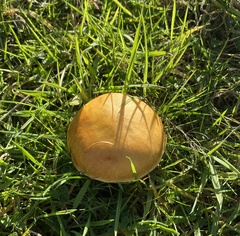 Chalciporus piperatus