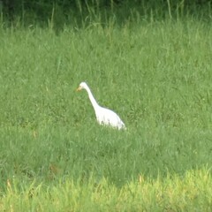Bubulcus ibis