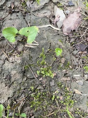 Selaginella apoda