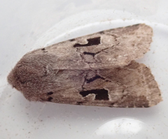 Orthosia gothica