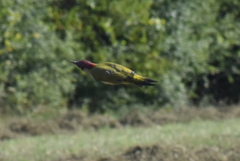Picus viridis