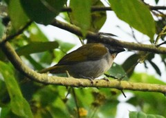 Saltator maximus