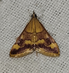 Pyrausta pseudonythesalis