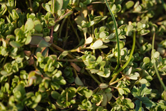 Portulaca oleracea