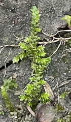 Selaginella apoda