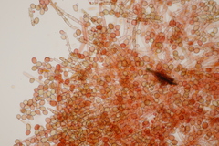 Botryobasidium conspersum