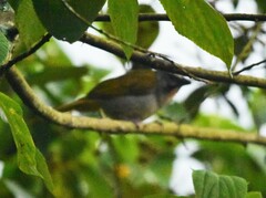 Saltator maximus