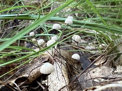 Marasmius capillaris