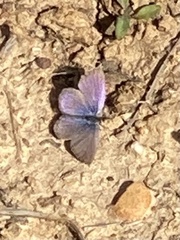 Zizeeria knysna