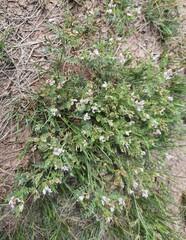 Astragalus consanguineus