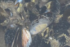 Pollicipes polymerus