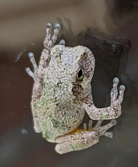 Hyla chrysoscelis