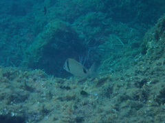 Diplodus vulgaris