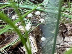 Marasmius capillaris