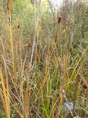 Typha laxmannii