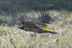 Picus viridis
