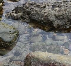 Phyllospadix torreyi