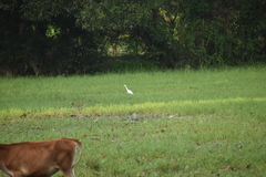 Bubulcus ibis