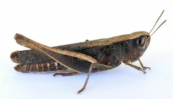 Brown Winter Grasshopper