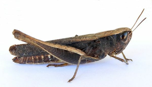 Brown Winter Grasshopper (Amblytropidia mysteca) · iNaturalist