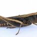 Brown Winter Grasshopper - Photo (c) jimeckert49, some rights reserved (CC BY)