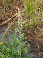 Beckmannia syzigachne