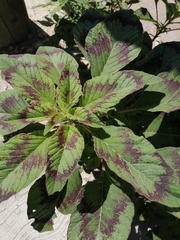 Amaranthus