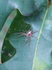 Philodromus aureolus