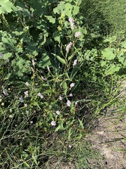 Persicaria bicornis