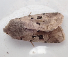 Orthosia gothica
