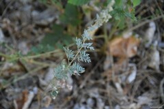 Artemisia absinthium