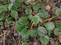 Pyrola asarifolia incarnata