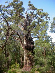 Eucalyptus jacksonii
