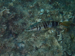 Serranus scriba
