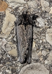 Ianassa coloradensis