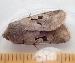 Orthosia gothica