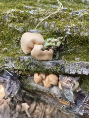 Trichoderma peltatum