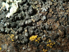 Phaeophyscia orbicularis