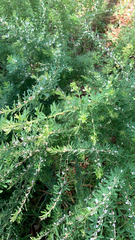 Lespedeza cuneata
