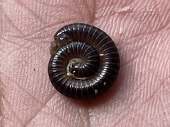 Diplopoda