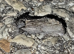 Ianassa coloradensis