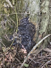 Kretzschmaria deusta