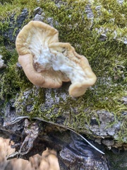 Trichoderma peltatum