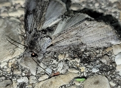 Ianassa coloradensis