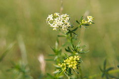 Galium