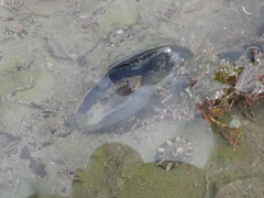Mytilus edulis