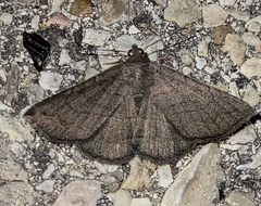 Lesmone griseipennis