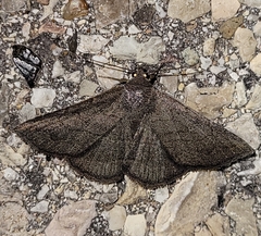 Lesmone griseipennis