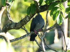 Patagioenas leucocephala