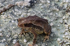 Incilius valliceps